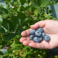 Саджанець Лохина Дюк