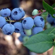 Саджанець Лохина Торо