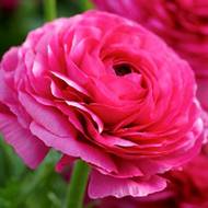 Лютик (жовтець) Рожевий (5/6)