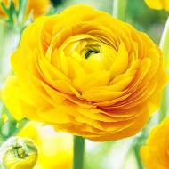 Лютик (жовтець) Жовтий (5/6)