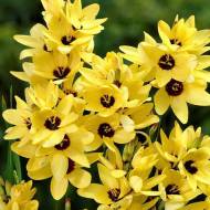 Іксія Yеllow Emperor