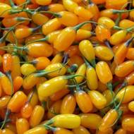 Саджанець Годжі Світ Амбер