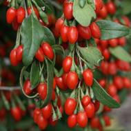 Саджанець Годжі NEW BIG