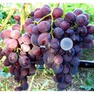 Саджанець Виноград Подарок Несвятая