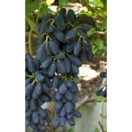 Саджанець Виноград Академік