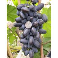 Саджанець Виноград Байконур