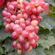 Саджанець Виноград кишмиш Велес