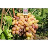 Саджанець Виноград Віктор