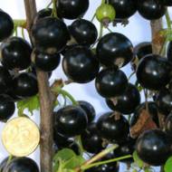 Саджанець Смородина Вернісаж