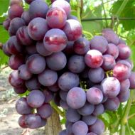 Саджанець Виноград Рошфор (щеплений) в контейнері