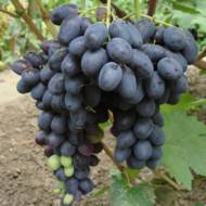 Саджанець Виноград Лорано