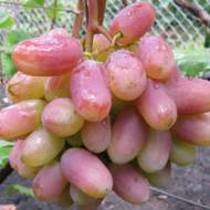 Саджанець Виноград Преображення