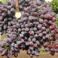 Саджанець Виноград Юпітер (кишмиш)