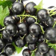 Саженец Смородина Юбилейная копаня