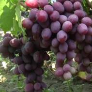 Саджанець Виноград Еверест