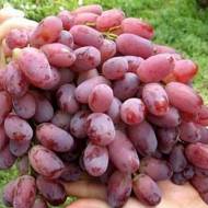 Саджанець Виноград кишмиш Лучистий