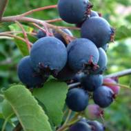 Саджанець Ірга канадська (щеплена)