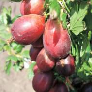 Саджанець Агрус Серенада