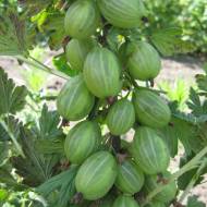 Саджанець Агрус Безколючковий