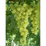 Саджанець Виноград Антоній Великий