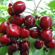 Саженец Черешня Валерий Чкалов