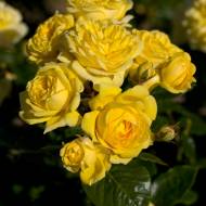 Троянда флорибунда Фрезія