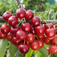 Саджанець Черешня Соната