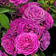 Троянда флорибунда Хайді Клум