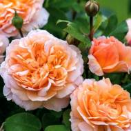 Троянда англійська Леді Гарднер (кущова)