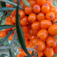 Саджанець Обліпиха Клавдія