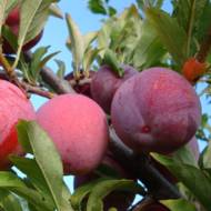 Саджанець Слива Оцарк Прем’єр Диплоїдна