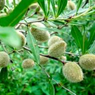 Саджанець Мигдаль Антік