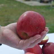 Саджанець Яблуня Слава Переможцям