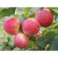 Саджанець Яблуня Конфетне