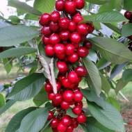 Саджанець Вишня колоновидна Королева саду