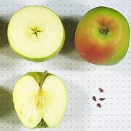 Саджанець Яблуня Мутсу (Кріспін) (карликова підщепа)