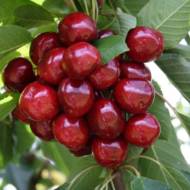 Саженец Черешня колоновидная Хелена