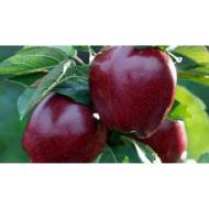 Саджанець Яблуня Ред Делішес
