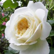 Троянда англійська Транквіліті