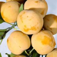 Саджанець Слива Медова