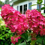 Саджанець Гортензія волотиста Magical Fire в контейнері