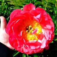 Півонія Coral Sunset (2-3 бруньки) за шт.