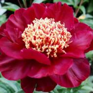 Півонія Nippon Beauty