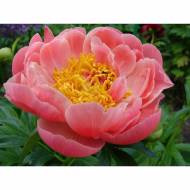 Півонія Pink Hawaiian Coral
