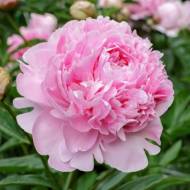 Півонія Sarah Bernhardt (2-3 бруньки)