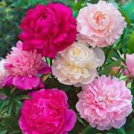 Комплект з трьох півоній за комплект