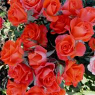 Троянда спрей Алегрія