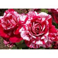 Роза спрей Арроу Фолиес