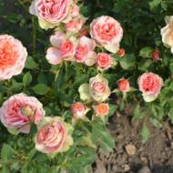 Роза спрей Лидия