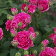 Троянда спрей Распберрі спрей